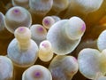 Closeup of a bubble-tip anemone