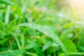 Closeup bubble water drops on green leaf