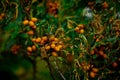 Closeup of buckthorn berries on a green tree