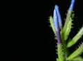 Close up Bud Flower of Cape Leadwort Isolated on Black Background with Copy Space Royalty Free Stock Photo