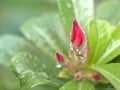 Closeup bud flower of pink desert rose flower plants with water drops and soft focus ,blurred background ,macro image ,sweet color Royalty Free Stock Photo