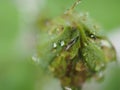 Closeup bud flower of rose with water droplets in garden and soft focus and blurred for background ,nature background Royalty Free Stock Photo