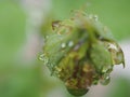 Closeup bud flower of rose with water droplets in garden and soft focus and blurred for background ,nature background Royalty Free Stock Photo