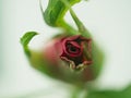 Closeup bud flower of rose with water droplets in garden and soft focus and blurred for background ,nature background Royalty Free Stock Photo