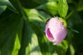 Closeup of a bud of flowers of pink peonies. Water droplets on a flower bud. Banner Royalty Free Stock Photo