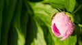 Closeup of a bud of flowers of pink peonies. Water droplets on a flower bud. Banner Royalty Free Stock Photo