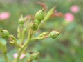 Closeup bud pink flower of garden rose in garden and blurred for background ,nature background Royalty Free Stock Photo