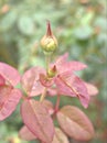 Closeup bud pink flower of garden rose in garden and blurred for background ,nature background Royalty Free Stock Photo