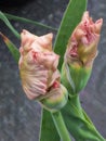 a pair pale pink tall bearded satin textured iris stems with a tight bud ready for full opening