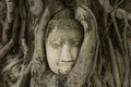 Closeup of the Buddha's head in the tree roots in the Wat Mahathat temple, in Ayutthaya, Thailand Royalty Free Stock Photo