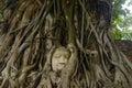 Closeup of the Buddha's head in the tree roots in the Wat Mahathat temple, in Ayutthaya, Thailand Royalty Free Stock Photo