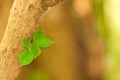 Closeup budding of the garden tree leaves. Concept of nature, ne