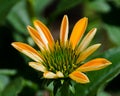Budding Golden Yellow Cone Flower Royalty Free Stock Photo