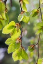 Closeup of budding green beech leaves, blurry background Royalty Free Stock Photo