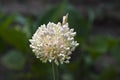 Closeup of budding haggard onion