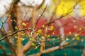 Closeup budding leaves on a tree branch.