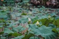 Closeup of a budding lotus in a garden with blurred background Royalty Free Stock Photo