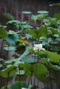 Closeup of a budding lotus in a garden with blurred background Royalty Free Stock Photo