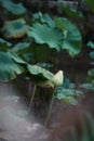 Closeup of a budding lotus in a garden with blurred background Royalty Free Stock Photo
