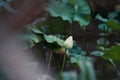 Closeup of a budding lotus in a garden with blurred background Royalty Free Stock Photo