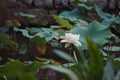 Closeup of a budding lotus in a garden with blurred background Royalty Free Stock Photo