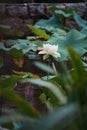 Closeup of a budding lotus in a garden with blurred background Royalty Free Stock Photo