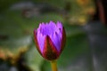 A closeup of a budding pink lotus Royalty Free Stock Photo
