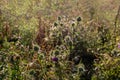 Budding, blooming and overblown thistle from close