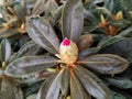 Closeup of budding Rhododendron flower