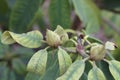 Closeup of a budding Rhododendron flower in the garden Royalty Free Stock Photo
