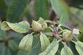 Closeup of a budding Rhododendron flower in the garden