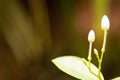 Closeup budding of white garden flower with the blurry background. Concept of nature, new borm, creation.