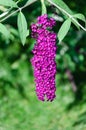 Closeup of Buddleia or Buddleja, Buddleia davidii in bloom. Plant is commonly known as the butterfly bush