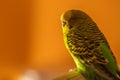 Closeup of a Budgerigar male in the home interior in the evening against an orange wall background