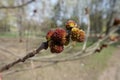Closeup of buds of boxelder maple in spring