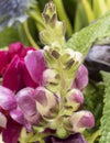 Closeup of buds of burgundy snapdragon