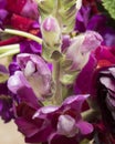 Closeup of buds of burgundy snapdragon