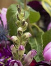 Closeup of buds of burgundy snapdragon