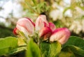 Closeup buds of flowers on a branch in the spring, Apple tree. in the sun, spring concept