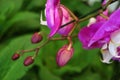 Closeup Buds of Orchid Flower with Blurry Green Foliage in background