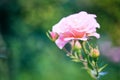 Closeup buds of rose on background of greenery. Beautiful pink roses blooming in garden close up, selective focus Royalty Free Stock Photo