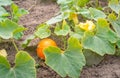 Organically cultivated pumpkin plants in the field from close Royalty Free Stock Photo