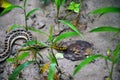 Closeup of buff striped keelback snake, a nonaggressive snake searching for food. Natricinae, related to water snake crawling