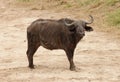 Closeup of Buffalo