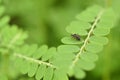 Closeup bug insect on green leaf Royalty Free Stock Photo