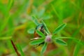 Closeup bug life on flower plant in green blurred background Royalty Free Stock Photo