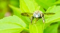 Closeup of a bug / wasp found at Borneo jungle with beautiful blue facet eye.