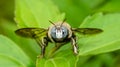 Closeup of a bug / wasp found at Borneo jungle with beautiful blue facet eye.