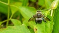 Closeup of a bug / wasp found at Borneo jungle with beautiful blue facet eye.