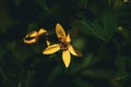 Closeup of a bug on a yellow woodland sunflower Royalty Free Stock Photo